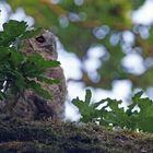 Junger Waldkauz mit Ratte zum Frühstück