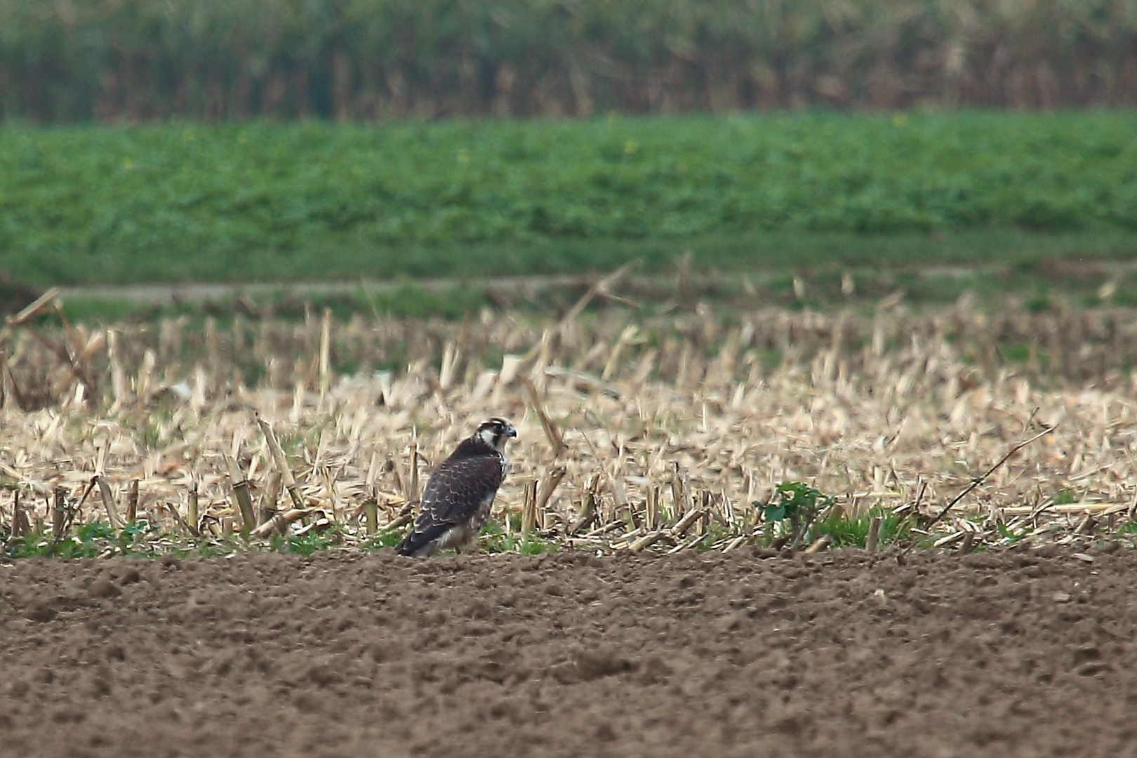 junger Wanderfalke ?