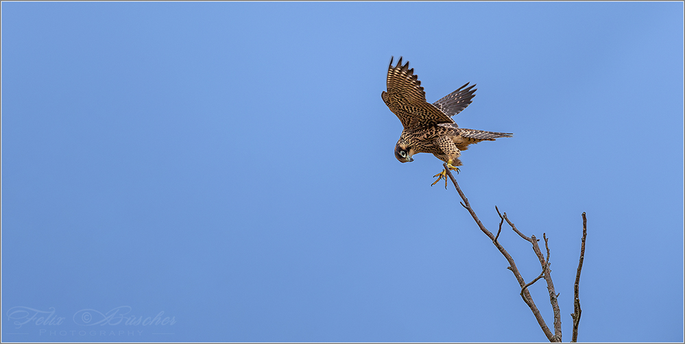 Junger Wanderfalke ...