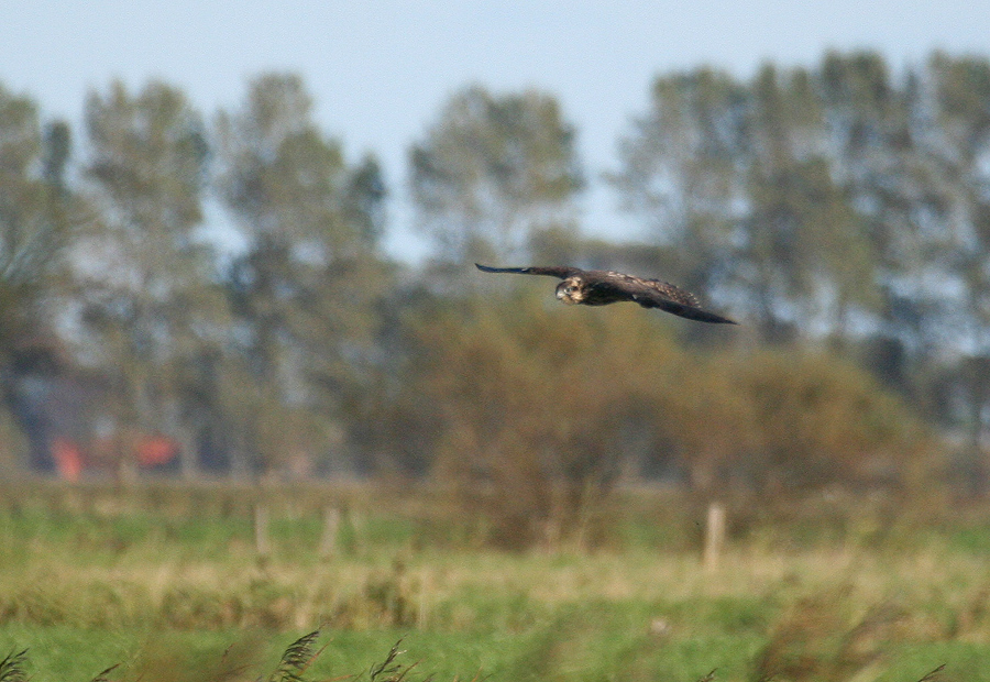 Junger Wanderfalke