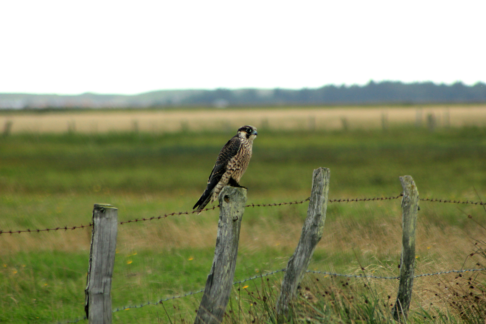 junger Wanderfalke