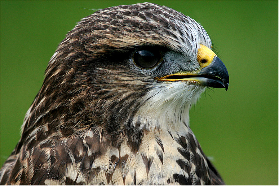 Junger Wanderfalke-Portrait