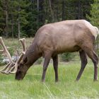 junger Wapiti