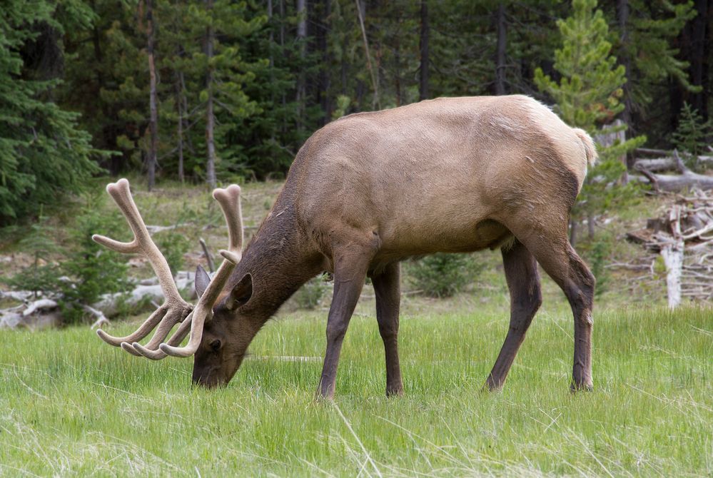 junger Wapiti