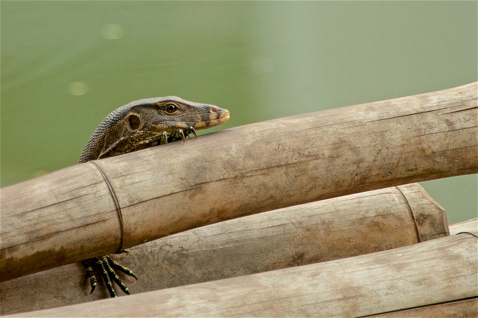 junger Waran in den Klongs von Bangkok