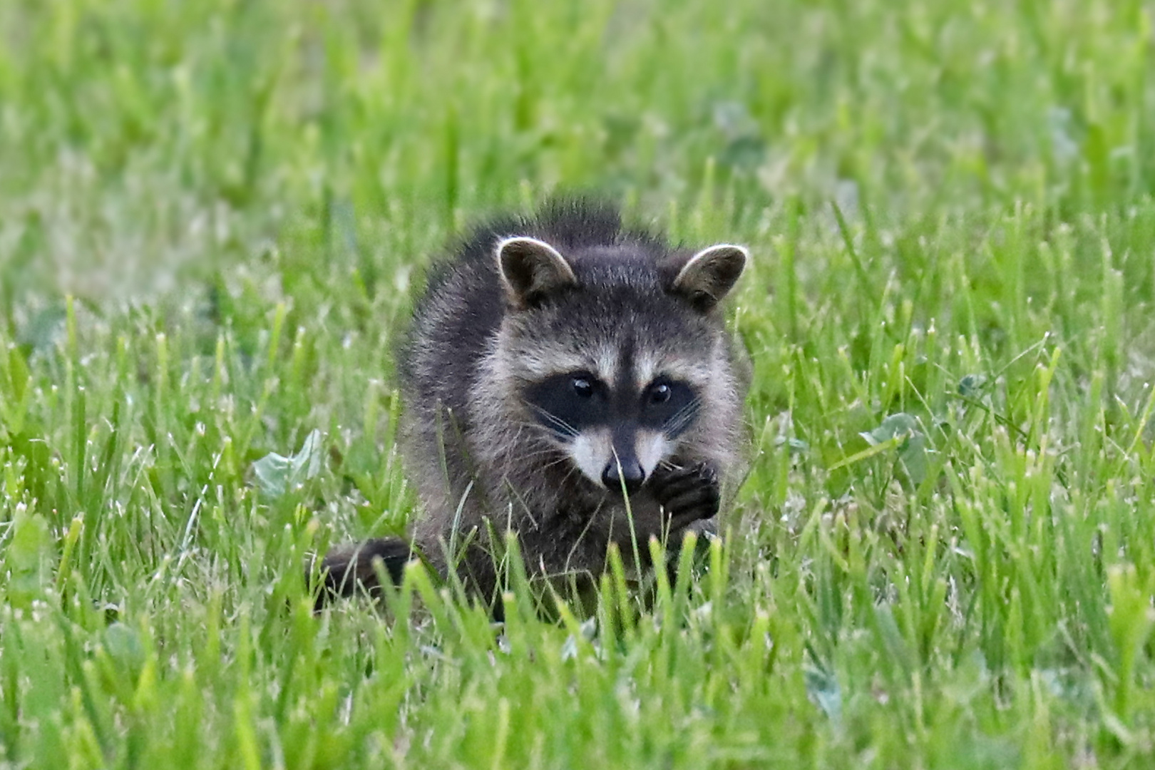 Junger Waschbär