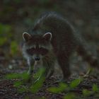 junger Waschbär