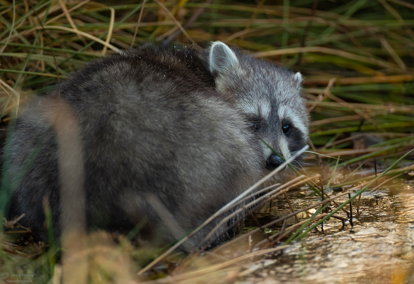 junger Waschbär-1