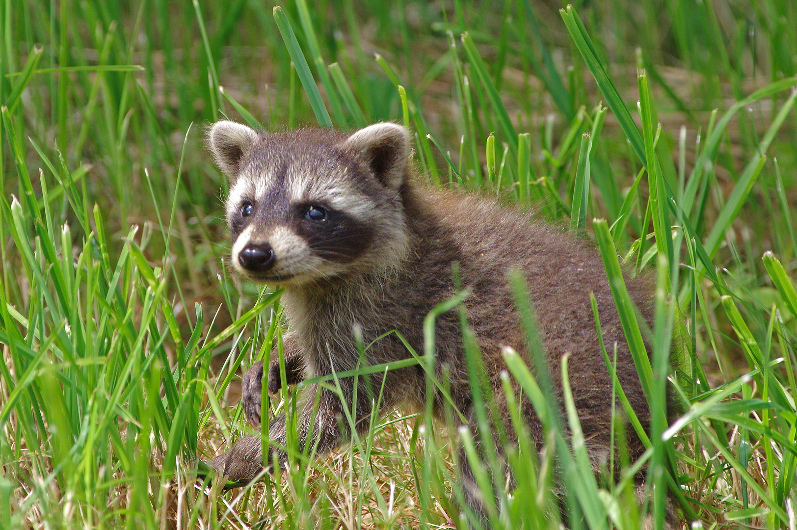 Junger Waschbär 2