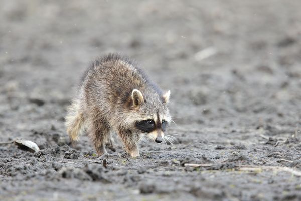 junger Waschbär 2019