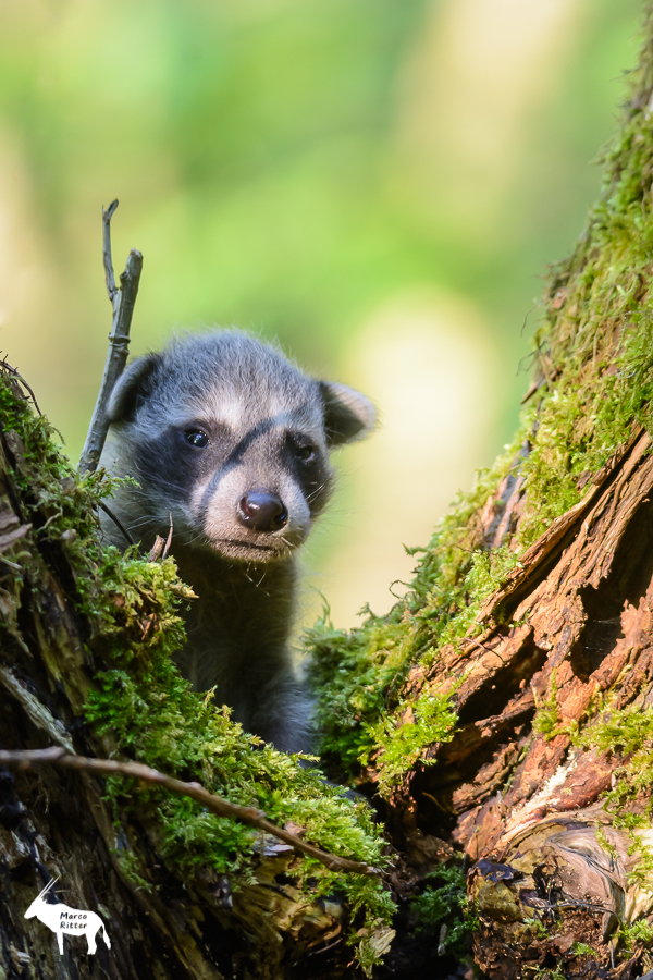 Junger Waschbär