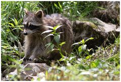 Junger Waschbär 