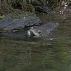 junger Waschbär beim Frühbad ...