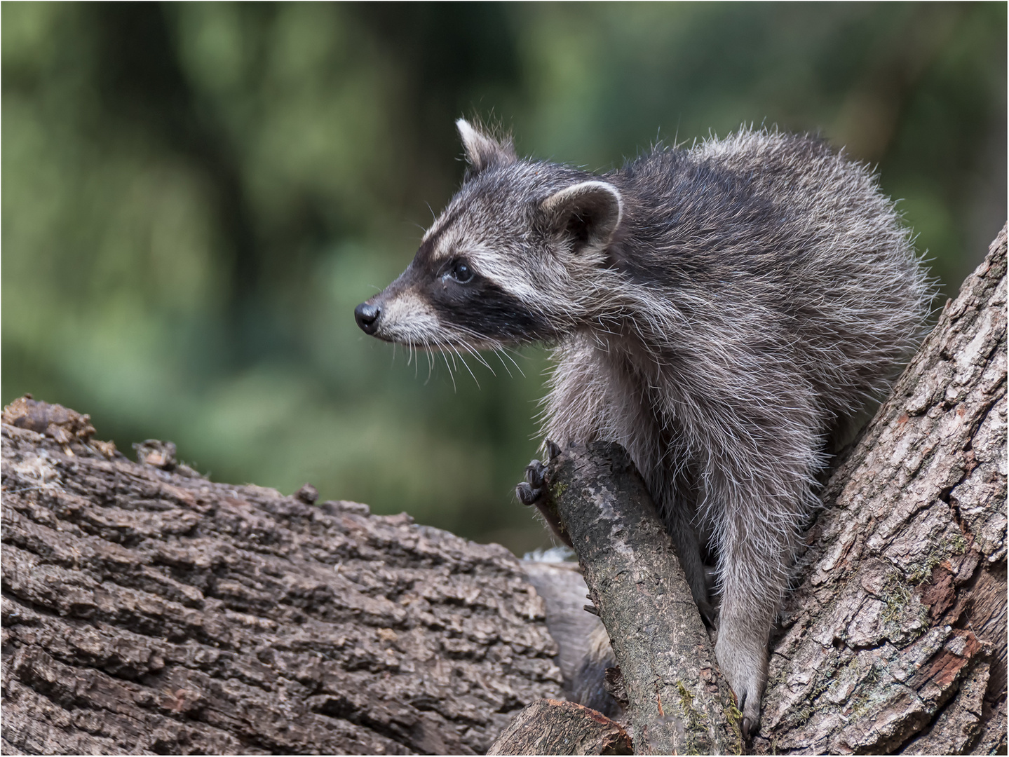 Junger Waschbär