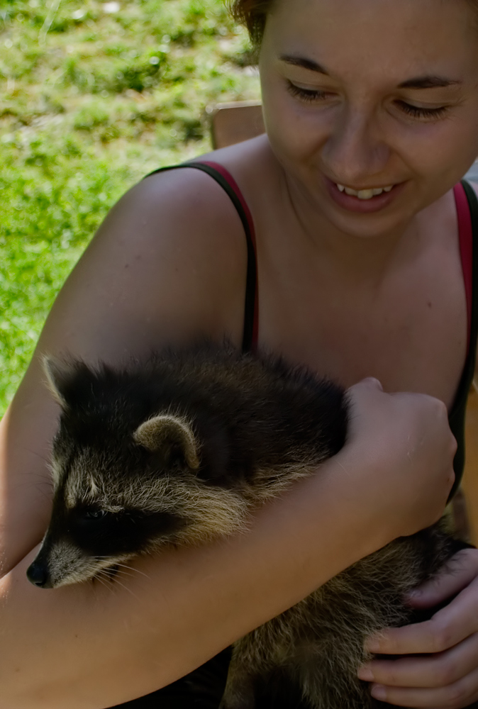 junger waschbär