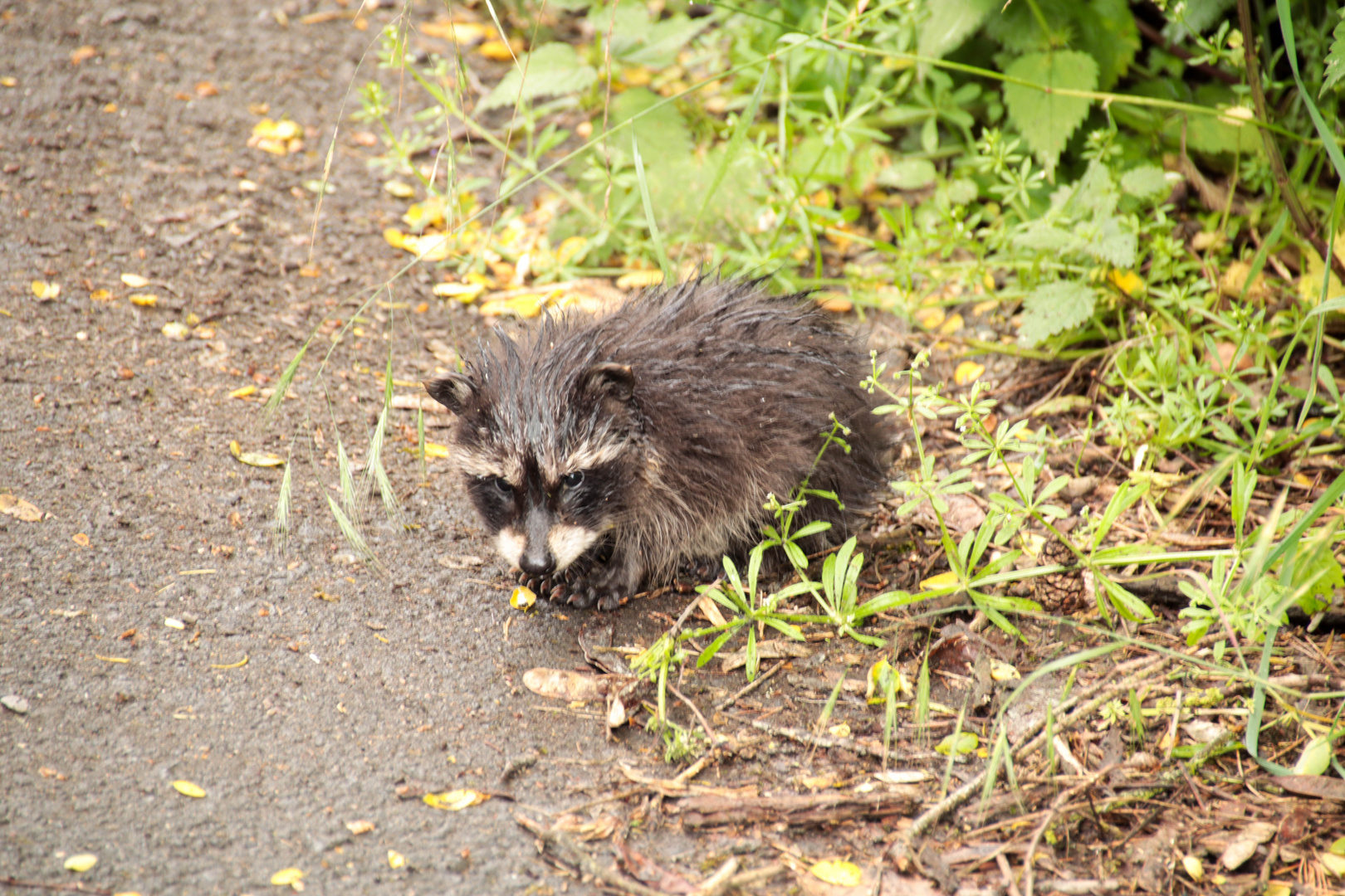 junger Waschbär ?