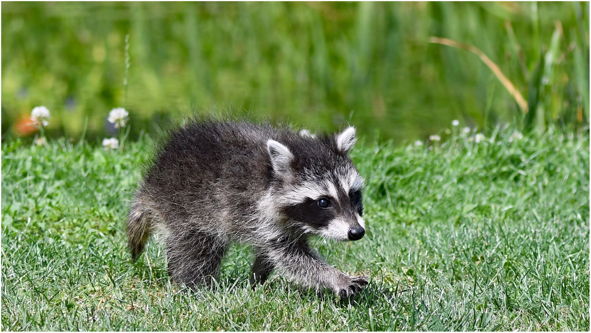 Junger Waschbär