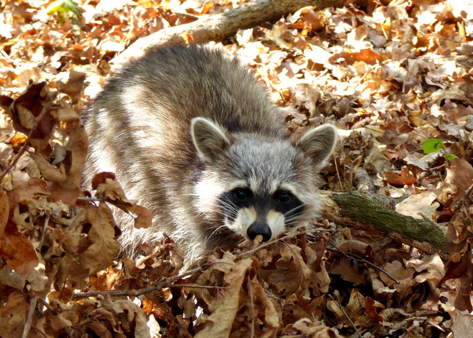 Junger Waschbär