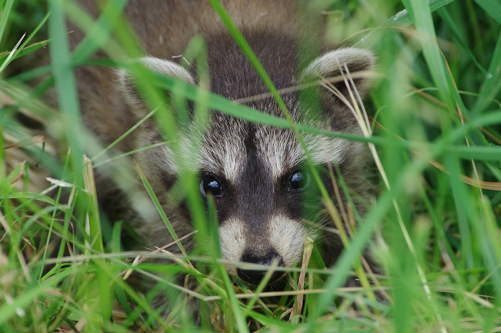 Junger Waschbär im Gras