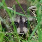 Junger Waschbär im Gras