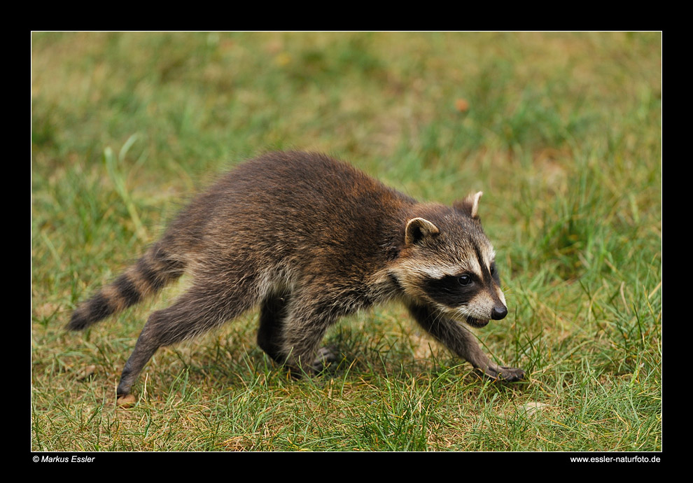 Junger Waschbär • Kirchhundem, Deutschland (16-31431)