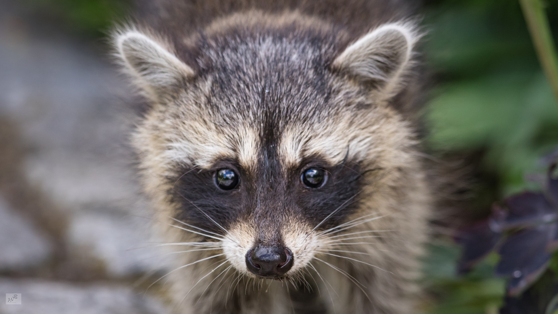 Junger Waschbär (Procyon lotor)