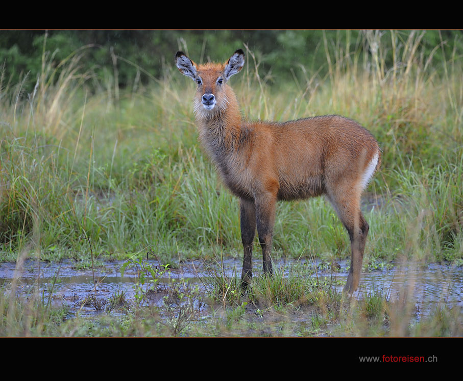 Junger Wasserbock