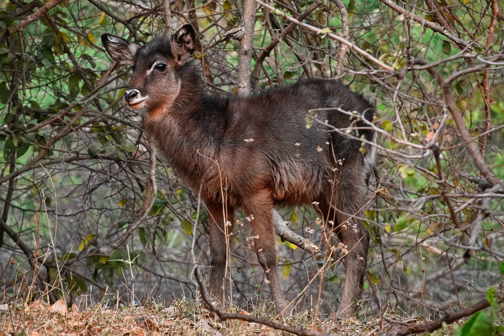 Junger Wasserbock