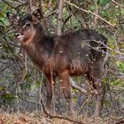 Junger Wasserbock