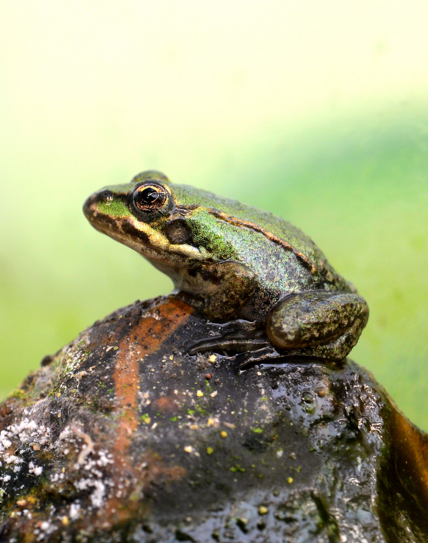 Junger Wasserfrosch