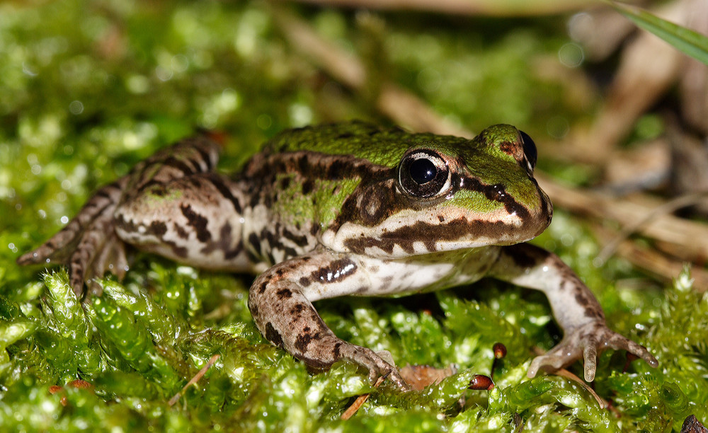 junger Wasserfrosch