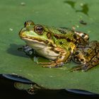 Junger Wasserfrosch 