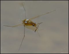 Junger Wasserläufer