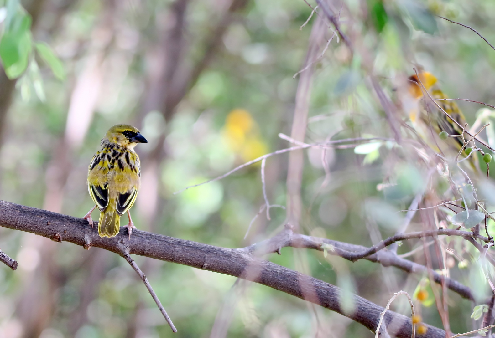 ....junger Webervogel....