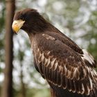 Junger weiblicher Riesenseeadler