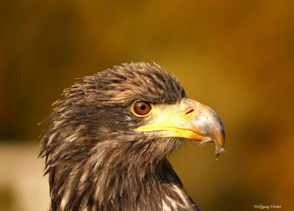 Junger weiblicher Seeadler