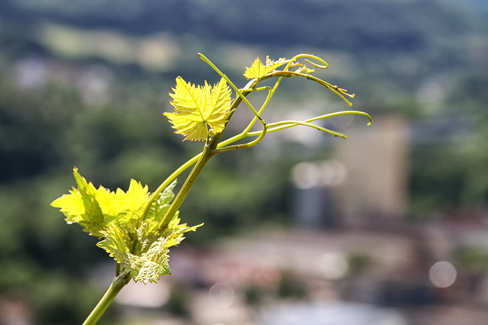 Junger Wein