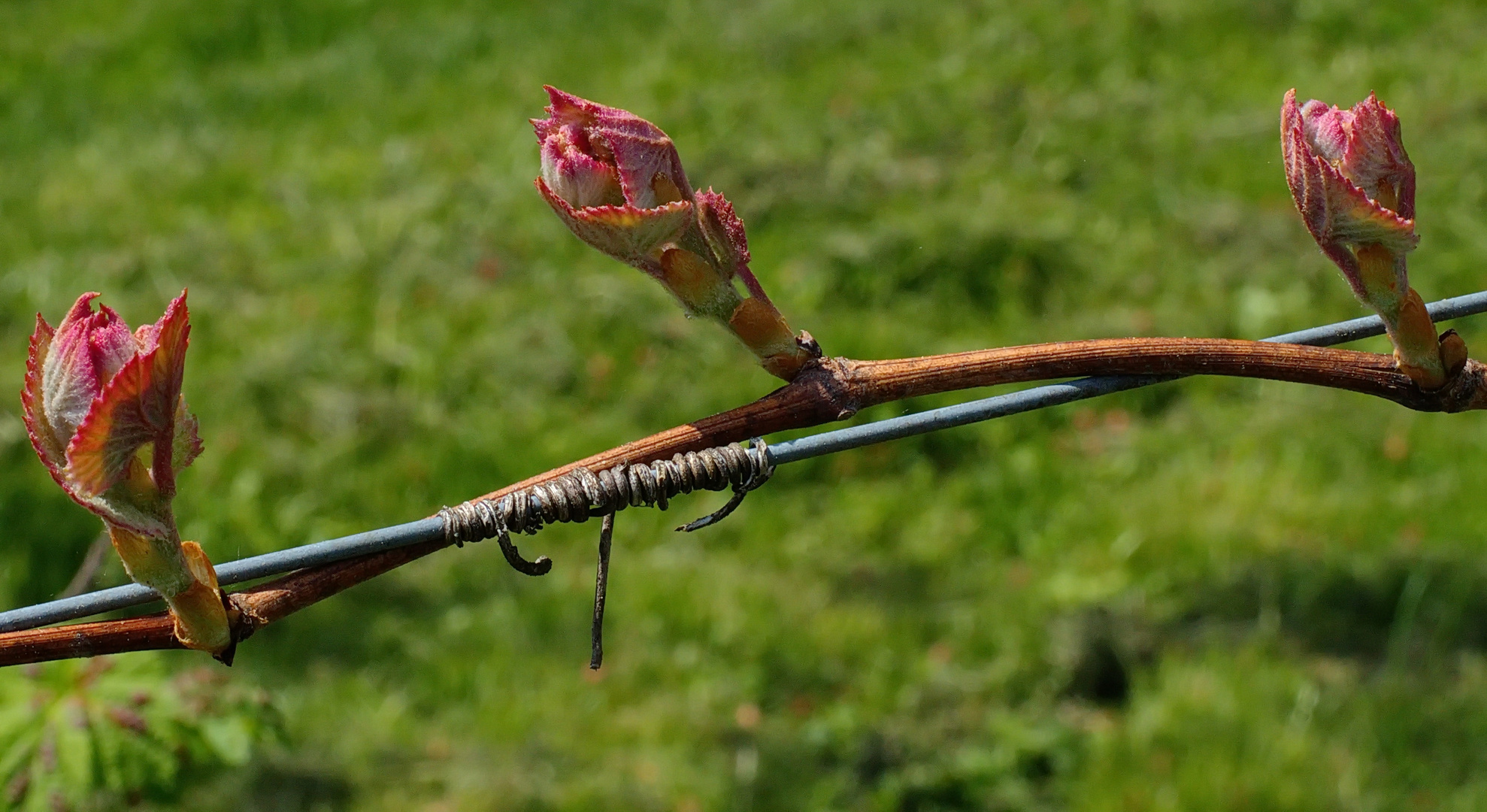 " Junger Wein "