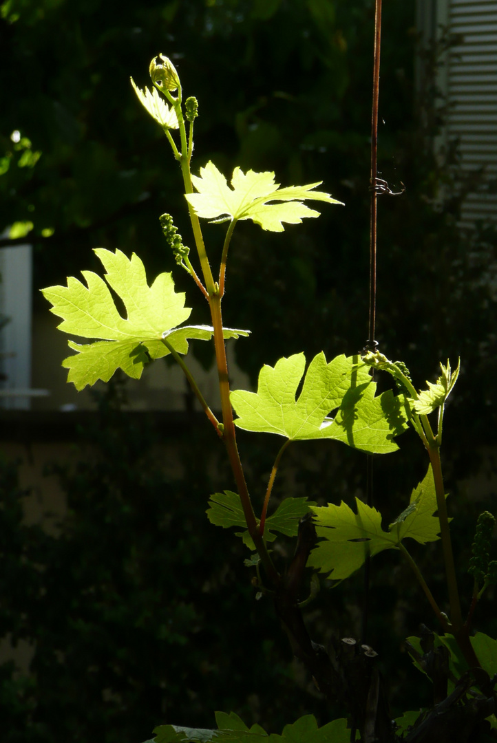 Junger Wein