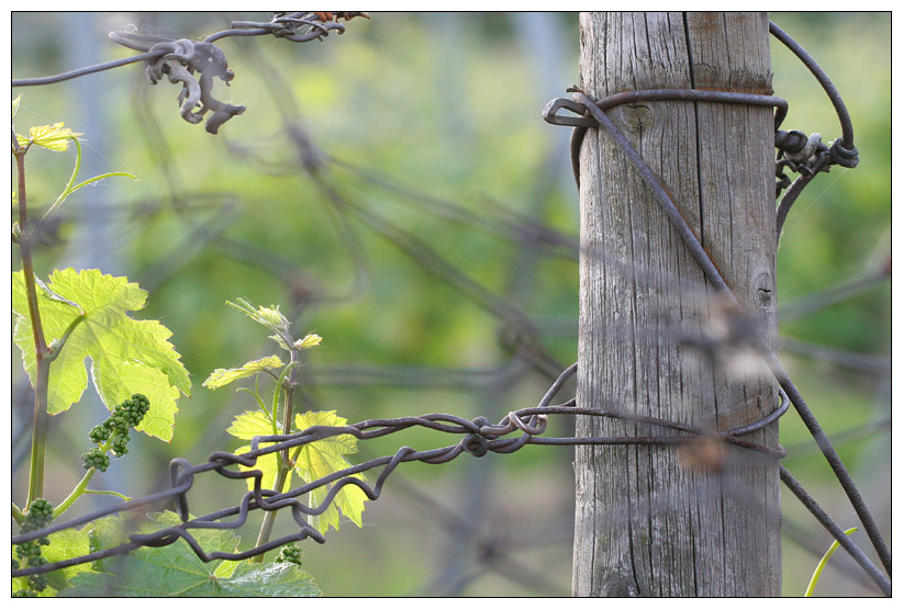 junger Wein von Christine Welter