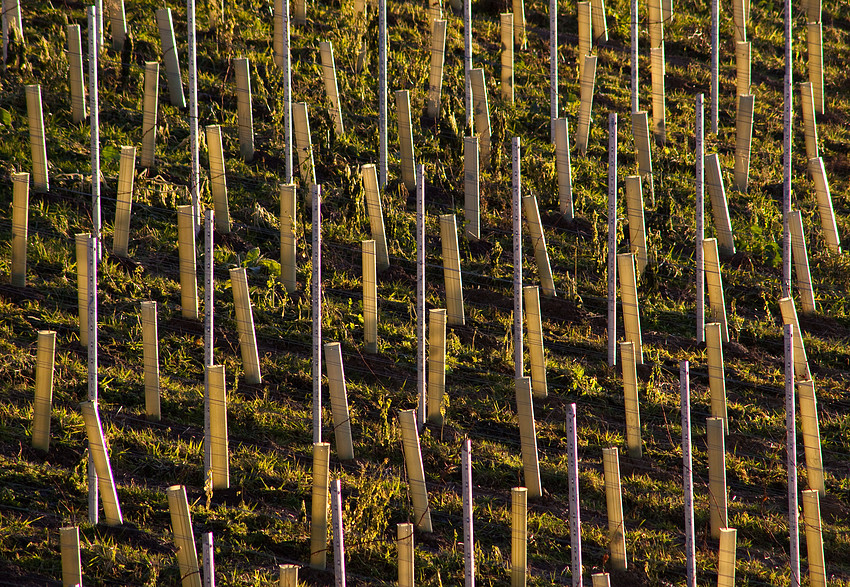 junger Wein in alten Schläuchen