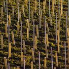 junger Wein in alten Schläuchen