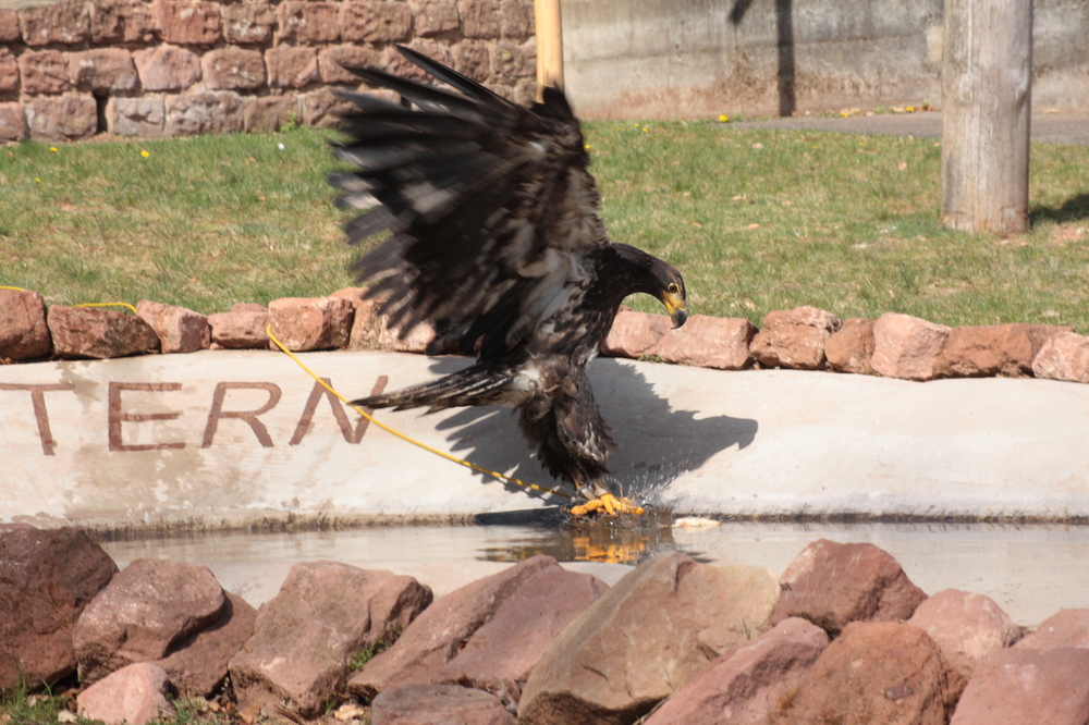 junger Weiskopf Seeadler