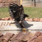 junger Weiskopf Seeadler