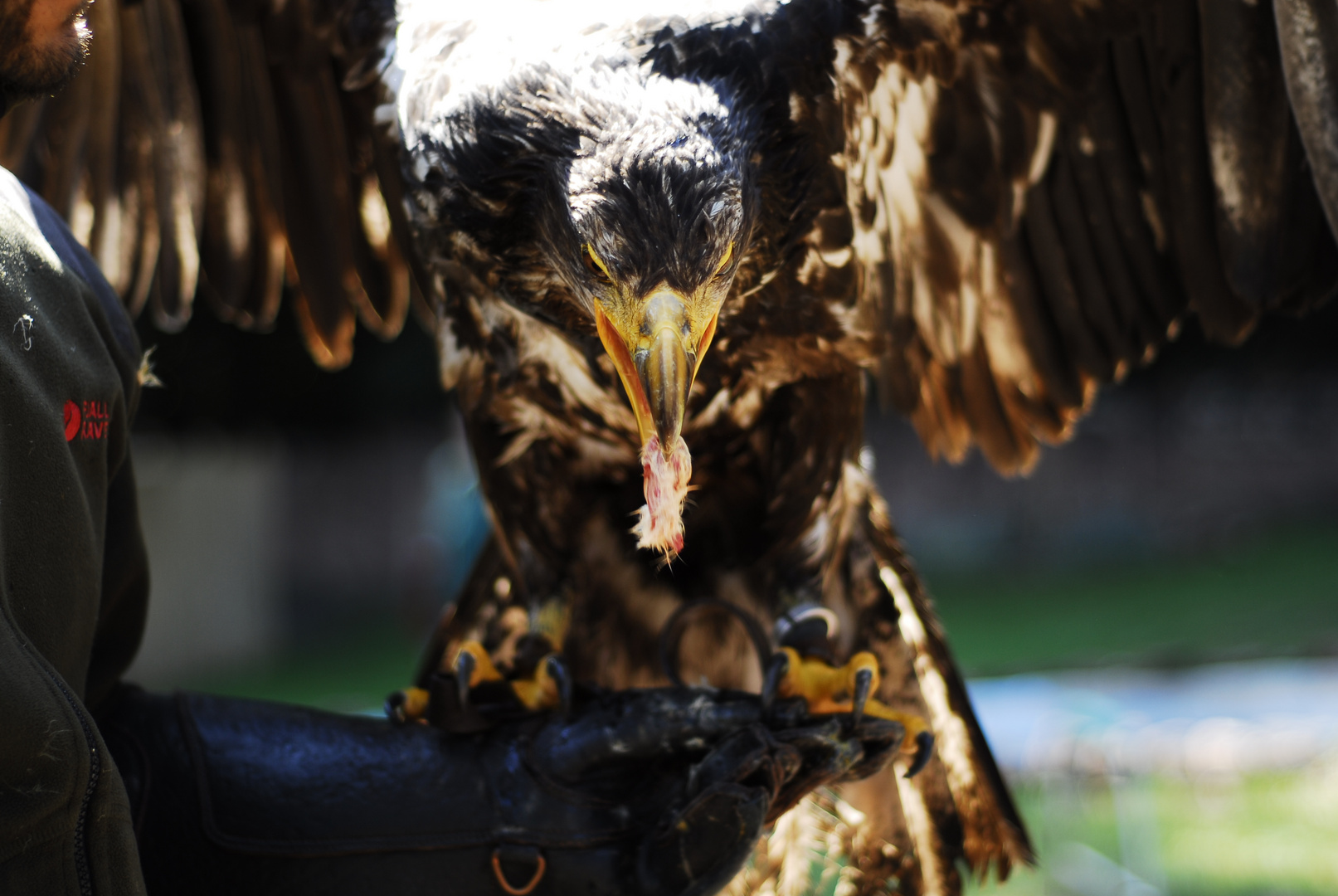 junger Weiskopfseeadler