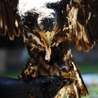 junger Weiskopfseeadler