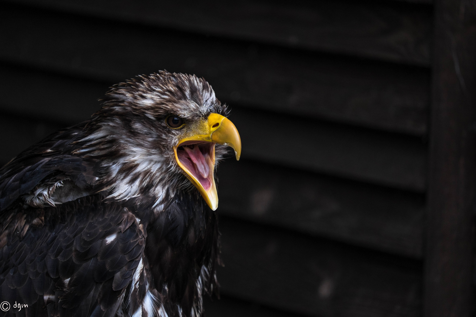 Junger Weiskopfseeadler