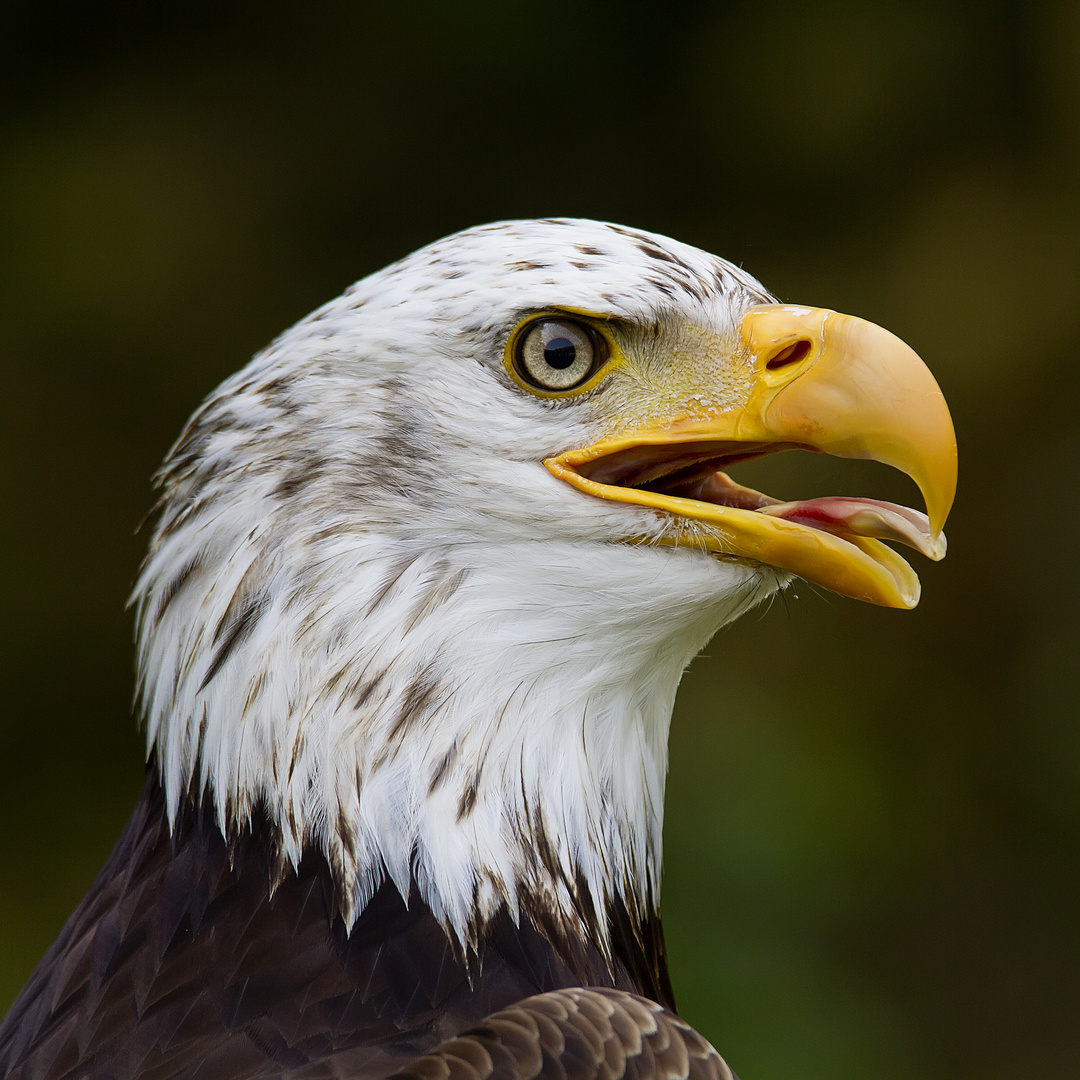 Junger Weißkopf-Seeadler