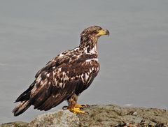 Junger Weisskopf-Seeadler