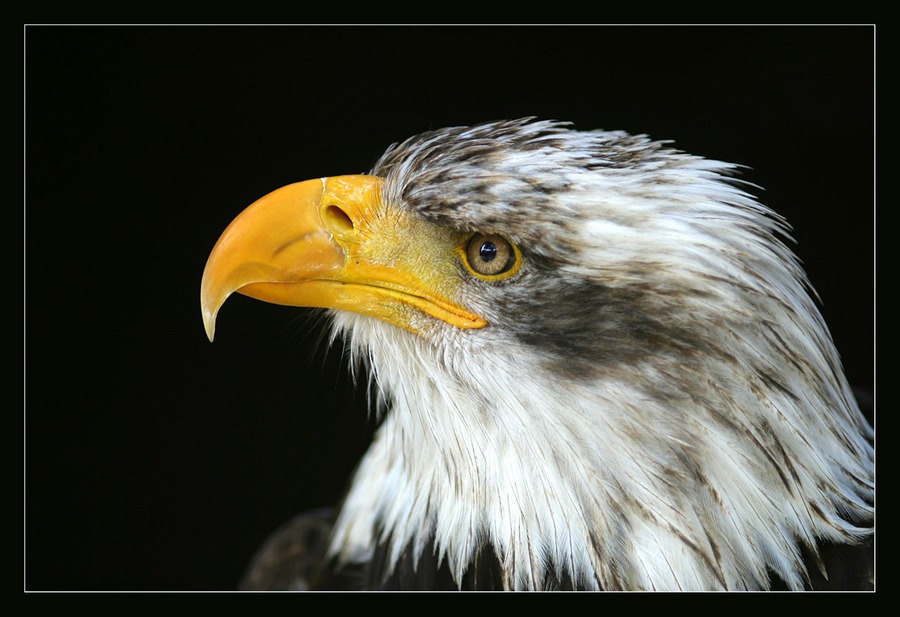 Junger Weißkopf-Seeadler